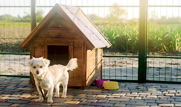 Ahşap Köpek Evinin Bakımı Nasıl Olmalıdır?